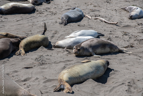 Seehunde im San Simeon State Park in Kalifornien