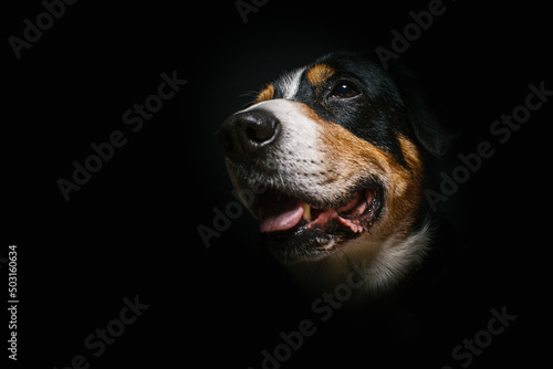 Portrait of the Swiss mountain dog against the black background