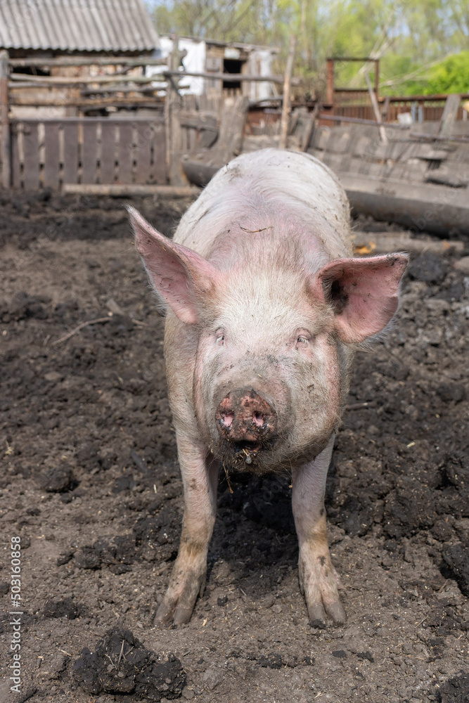 Pig farming raising and breeding of domestic pigs. Pig farming raising and breeding of domestic pigs.