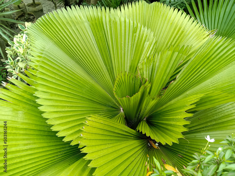 Closeup shot of a bright green Licuala plant