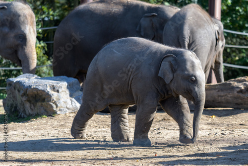 Photography Herd of adorable elephants with a little baby elephant in the zoo - wildlife