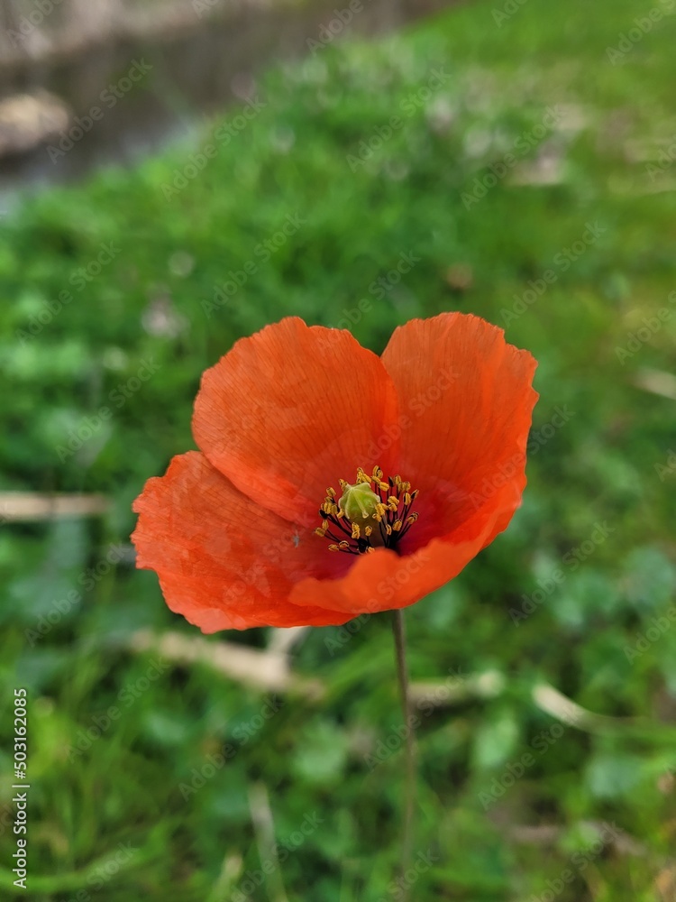 red poppy in a field red poppy in a field