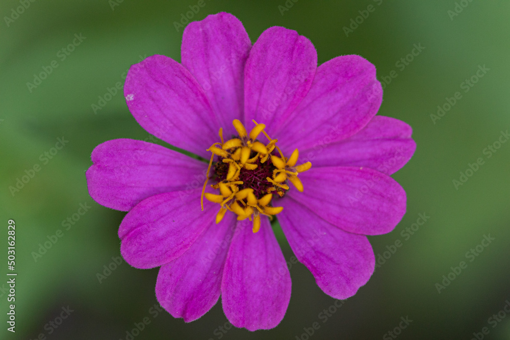 Obraz premium close up of a pink flower
