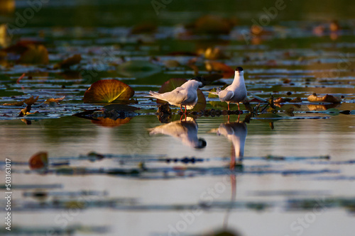 Closeup shot of white birds in the shallow pond photo