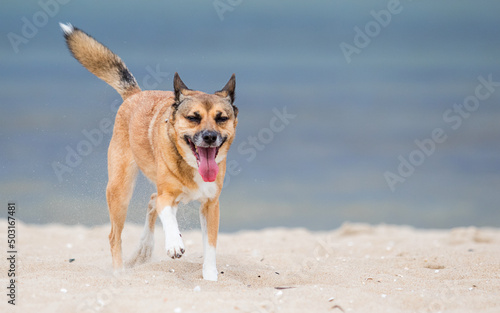 red dog running to the sea
