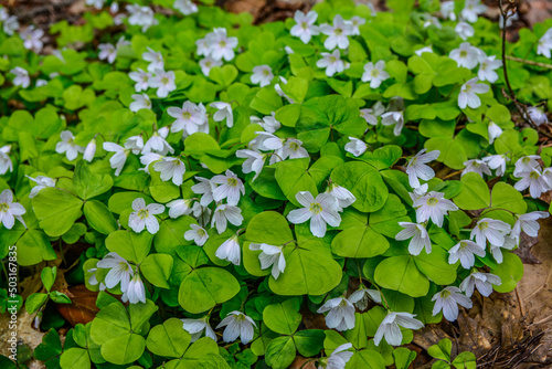 Oxalis acetosella wood sorrel in bloom, white flowering plant in forest . photo