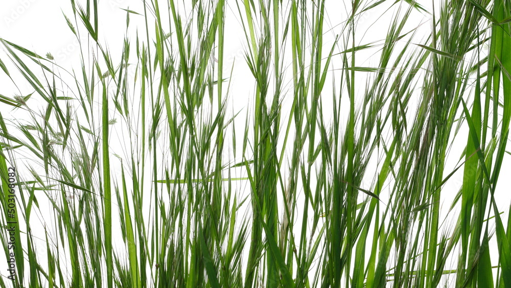 Close up green grass row isolated on white texture 