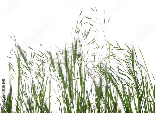 Green grass row isolated on white texture with clipping path