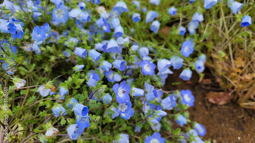 雨のしずく滴るネモフィラの花