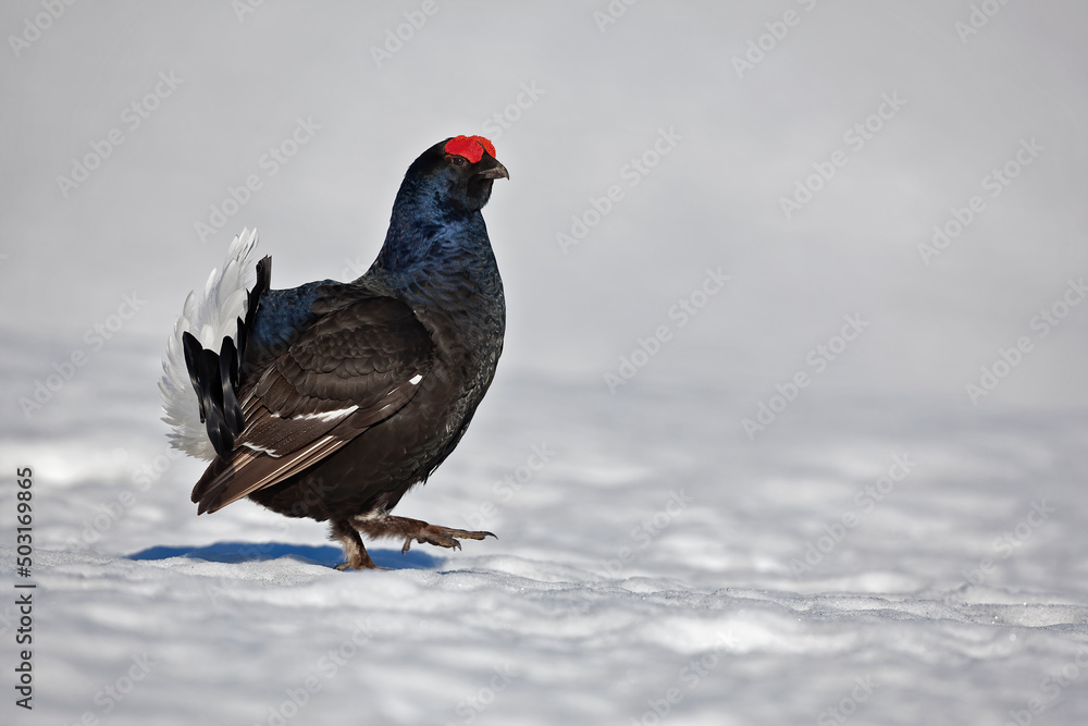 Tétras lyre (Lyrurus tetrix) attitude, mâle au printemps marchant sur une arène. Alpes. France
