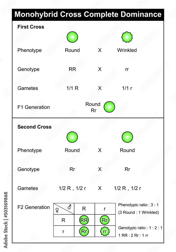Monohybrid Cross complete dominance. Colorful Symbols. Vector