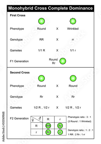 Monohybrid Cross complete dominance. Colorful Symbols. Vector Illustration. photo