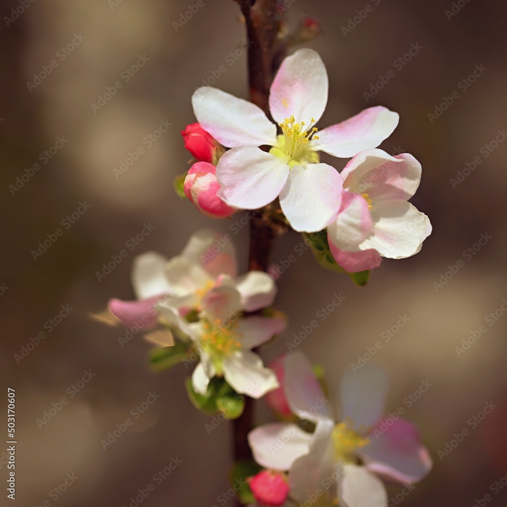 Spring background with blossoming fruit tree. Beautiful blooming apple tree in spring time. Spring background with blossoming fruit tree. Beautiful blooming apple tree in spring time.