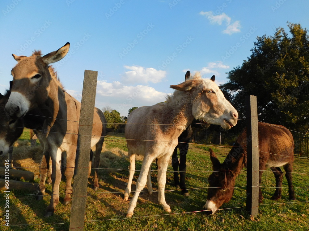 Closeup, adorable photo of brown and white donkeys behind a wire fence enclosure with some of their faces peeking over the top wires, and some below Closeup, adorable photo of brown and white donkeys behind a wire fence enclosure with some of their faces peeking over the top wires, and some below