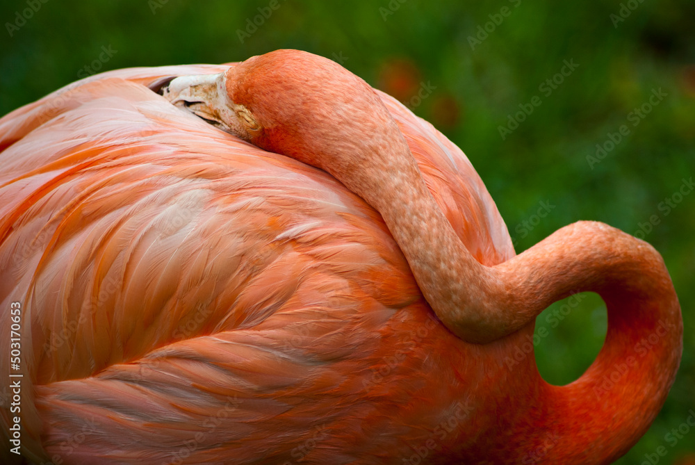 Obraz premium American Flamingo in Ardastra Botanical Gardens in Nassau