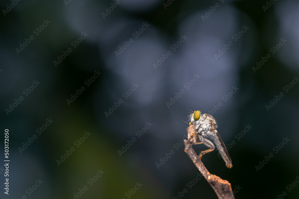 Close-up of robber flies (Asilidae) or killer flies waiting to ambush their prey, on a blurry and plain background can be used to create text