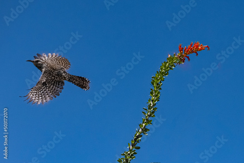 Cactus Wren (Campylorhynchus brunneicapillus) in Flight by an Ocotillo (Fouquieria splendens) Cactus Bloom photo