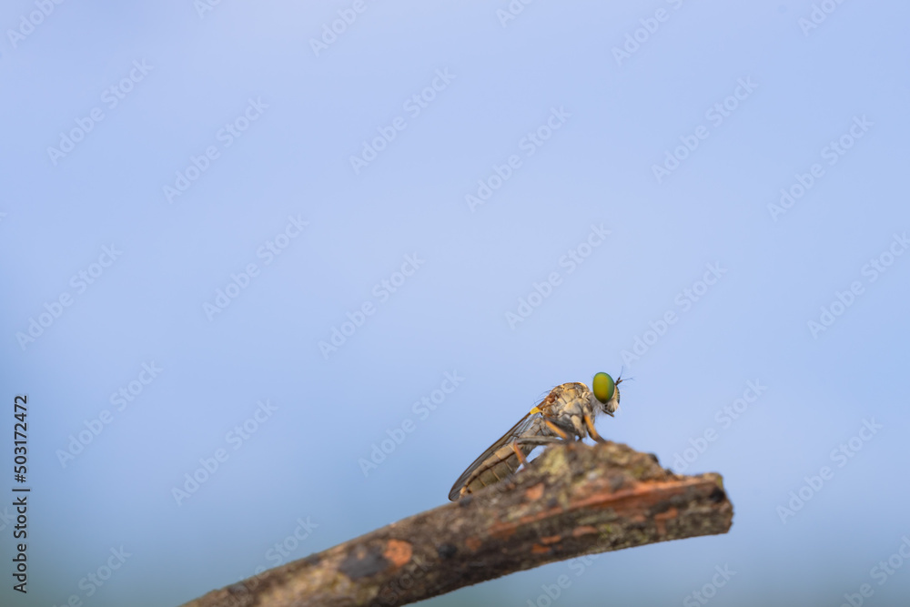 Close-up of robber flies (Asilidae) or killer flies waiting to ambush their prey, on a blurry and plain background can be used to create text