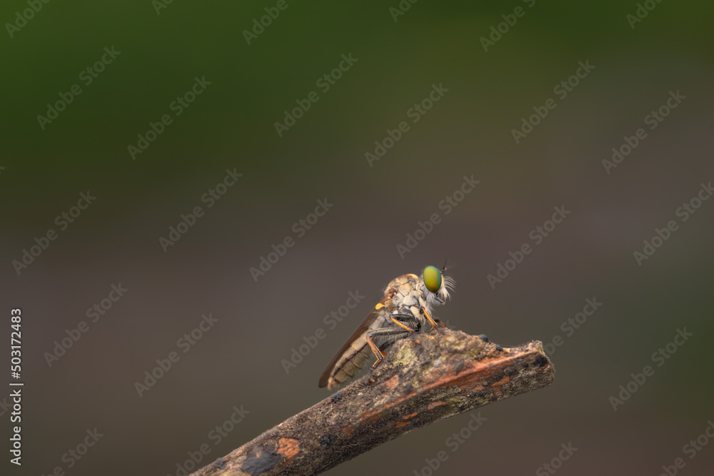 Close-up of robber flies (Asilidae) or killer flies waiting to ambush their prey, on a blurry and plain background can be used to create text Close-up of robber flies (Asilidae) or killer flies waiting to ambush their prey, on a blurry and plain background can be used to create text