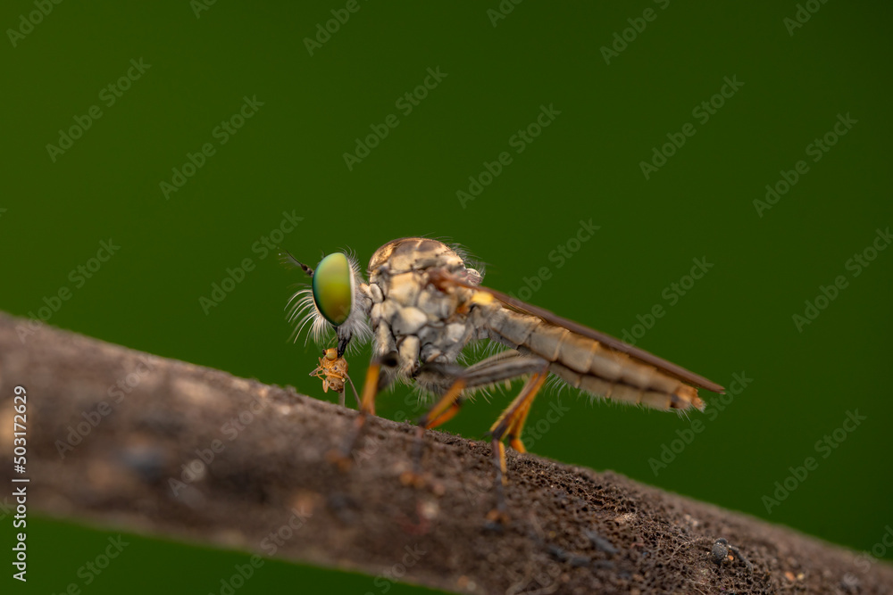 Close-up of robber flies (Asilidae) or killer flies waiting to ambush their prey, on a blurry and plain background can be used to create text Close-up of robber flies (Asilidae) or killer flies waiting to ambush their prey, on a blurry and plain background can be used to create text