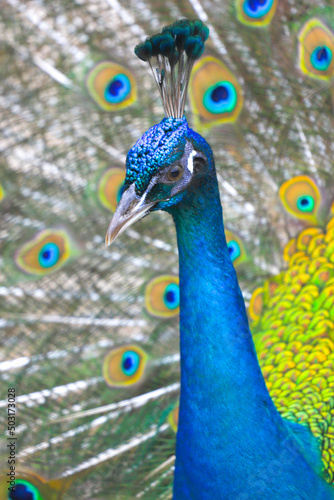 peacock with feathers