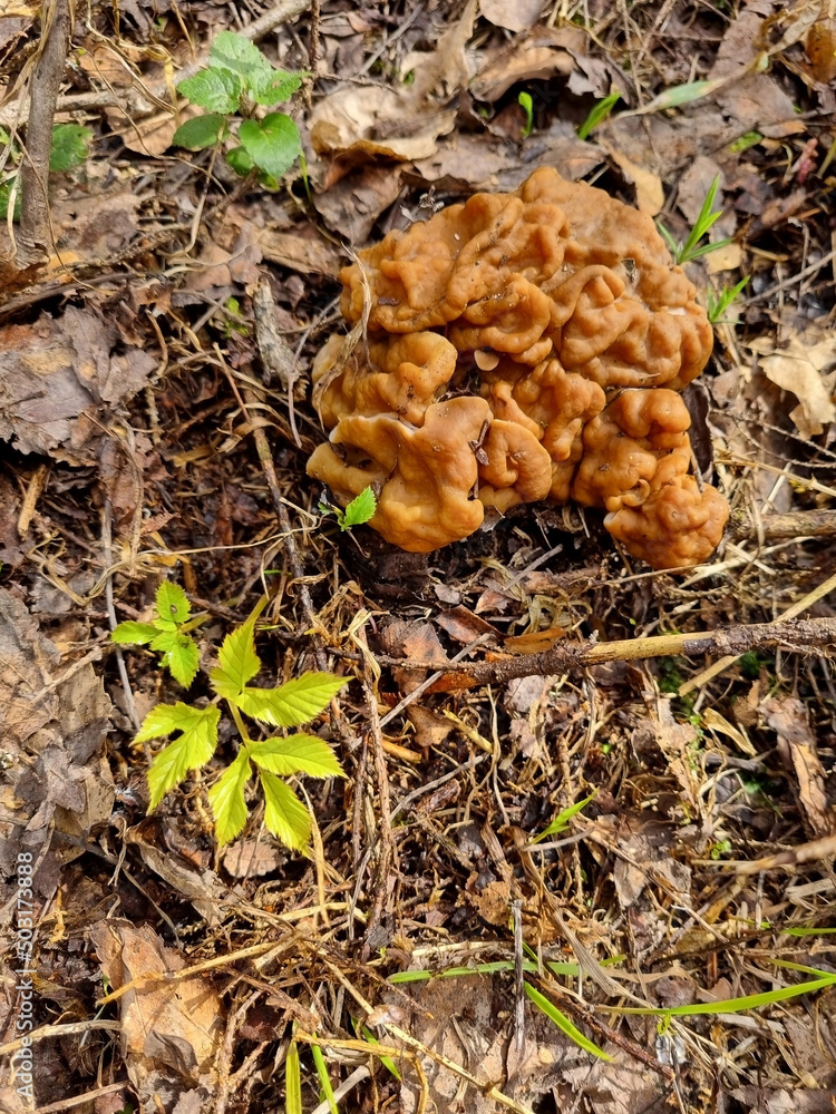 Gyromitra gigas in the grass close up. Mushroom growth. Early spring season, picking fresh mushrooms in the forest. Gyromitra esculenta is a conditionally edible or poisonous. Selective focus Gyromitra gigas in the grass close up. Mushroom growth. Early spring season, picking fresh mushrooms in the forest. Gyromitra esculenta is a conditionally edible or poisonous. Selective focus