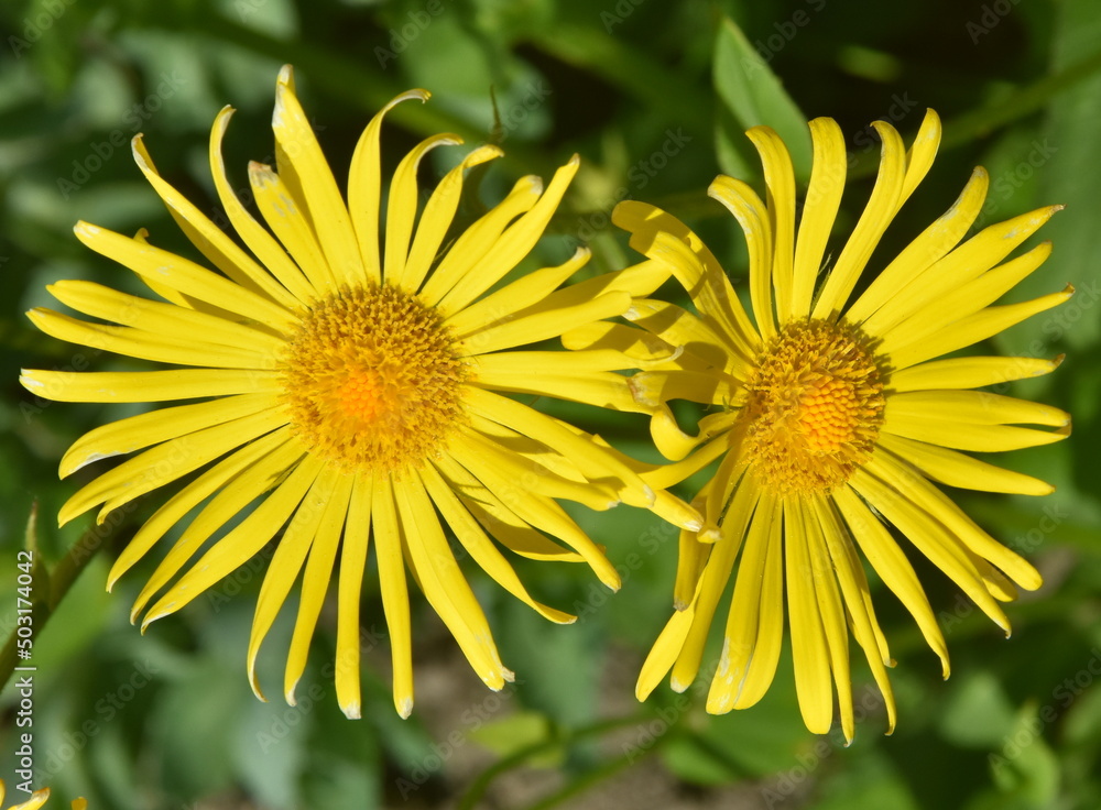 Fototapeta premium omieg, dwa kwiaty