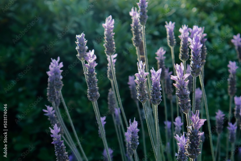 Obraz premium lavender flowers in the garden