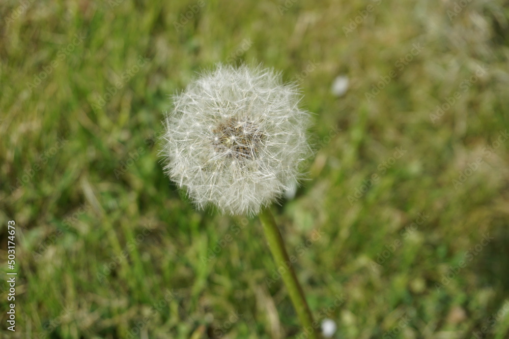 Pusteblume auf grüner Wiese im Frühling Pusteblume auf grüner Wiese im Frühling
