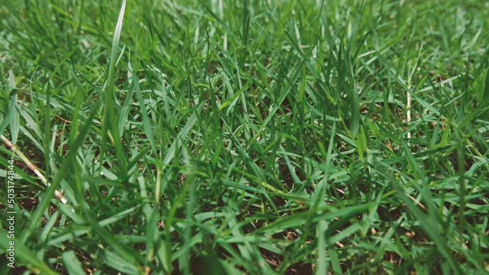 4K video close up green grass in garden. Green plant leaf. 4K video close up green grass in garden. Green plant leaf.