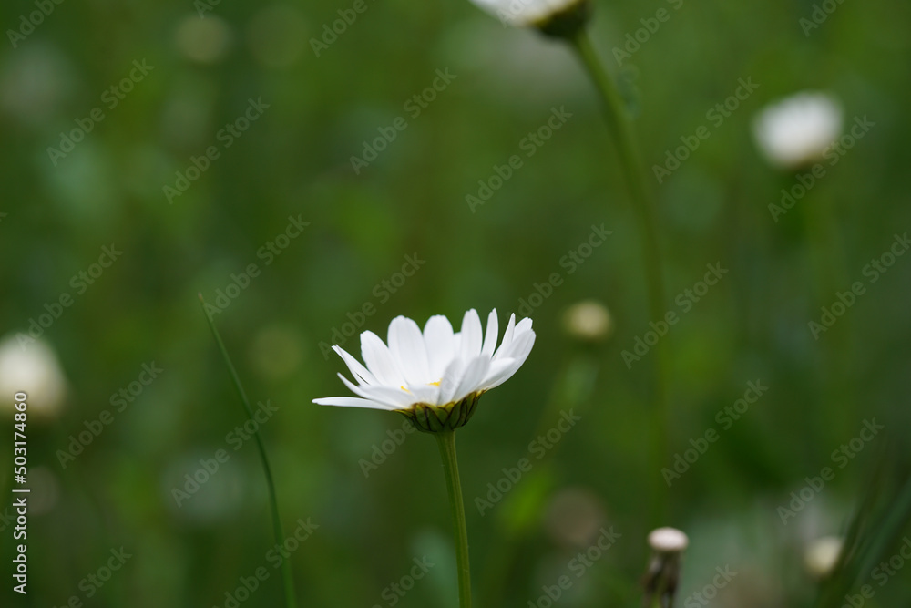 white daisy in the grass