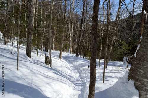 Snowy mountain forest path © April
