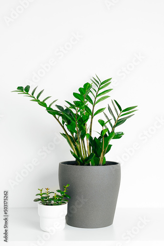 Green houseplant zamioculcas in gray ceramic pot with crassula in white modern pot standing on white table at white background.