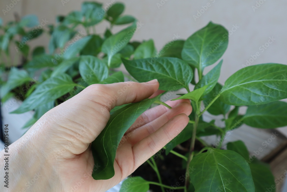Seedlings of peppers. Green leaves. Care and cultivation of vegetables with their own hands. High quality photo. Copyspace