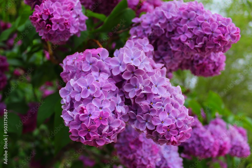 flowers flowers