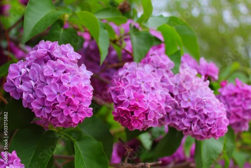 lilac flowers