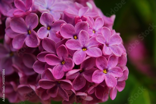 purple flowers