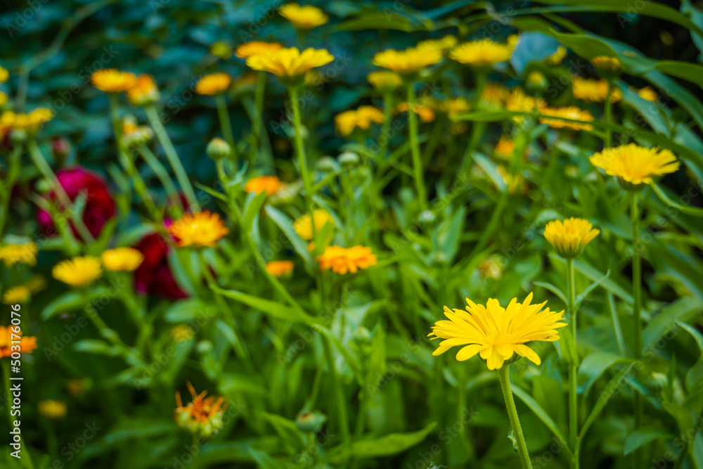 Calendula flowers in garden Calendula flowers in garden