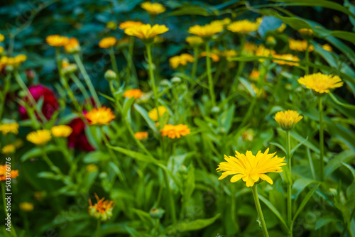 Calendula flowers in garden © AnnaPa