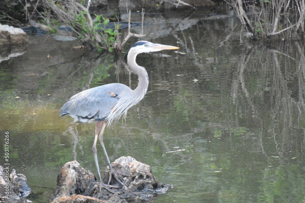 Naklejka premium Heron standing and in Flight