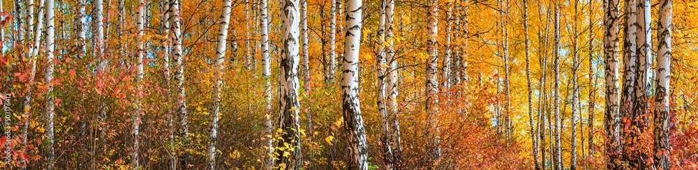 Birch grove on sunny autumn day, beautiful landscape through foliage and tree trunks, panorama, horizontal banner Birch grove on sunny autumn day, beautiful landscape through foliage and tree trunks, panorama, horizontal banner