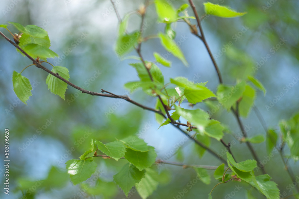 Flowers dont see war in my country.