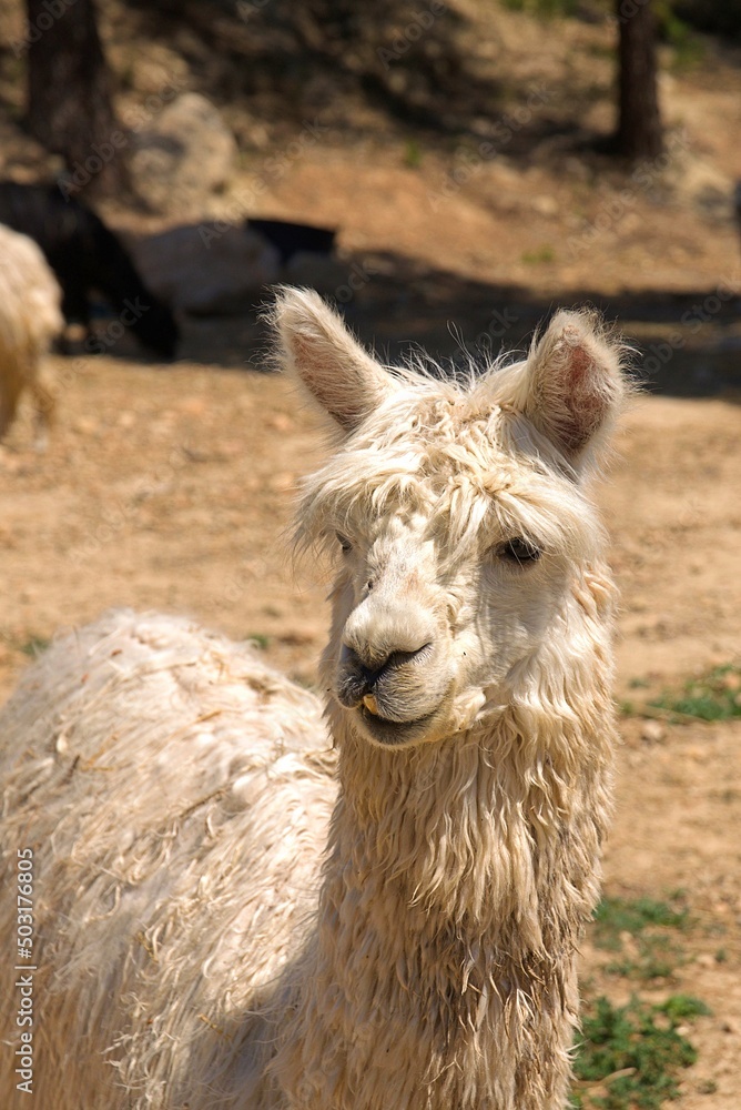 Obraz premium Alpaca in the nature