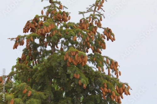 apples on tree