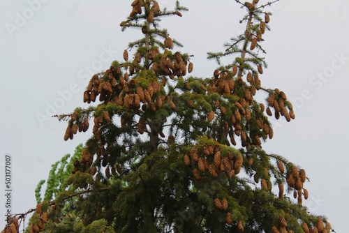 pine tree in winter