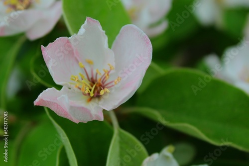 pink rose flower