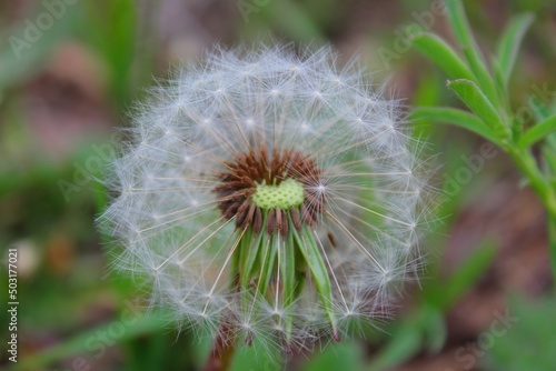 dandelion head