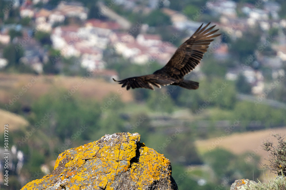 Fototapeta premium condor in flight