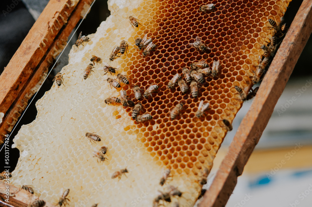Bees in an open hive on honeycombs Bees in an open hive on honeycombs