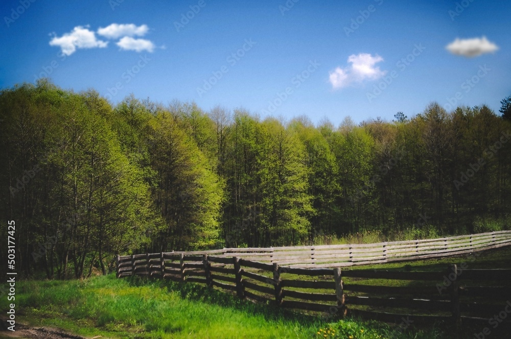 Spring landscape with a wooden fence in the foreground and a deciduous forest and blue sky in the background